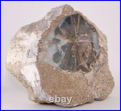 Blue Forest Petrified Wood Polished Front 6.7 5+ lbs. Full Round Wyoming COA