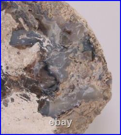 Blue Forest Petrified Wood Polished Front 6.7 5+ lbs. Full Round Wyoming COA