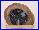 Blue_Forest_Petrified_Wood_Polished_Front_7_6_lbs_Full_Round_Wyoming_COA_4471_01_ba