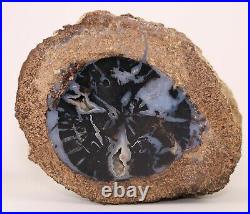 Blue Forest Petrified Wood Polished Front 7 6+ lbs. Full Round Wyoming COA 4471