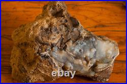 Blue Forest Petrified Wood Rough Rootball Botryoidal 4 lbs 13 oz