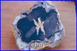 Blue Forest Petrified Wood Slab 3 + lbs 5 inch Rings Round Free Ship