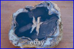 Blue Forest Petrified Wood Slab 3 + lbs 5 inch Rings Round Free Ship