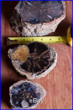 Blue Forest Petrified Wood Trio 3 pieces Gold Calcite, Blue, Rings Nice