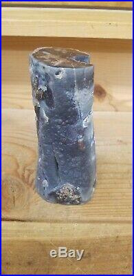 Blue Forest Petrified Wood Very Macho Piece, Excellent Blue Wood