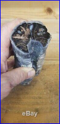 Blue Forest Petrified Wood Very Macho Piece, Excellent Blue Wood