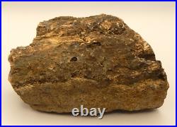 Blue Forest Wyoming Petrified Wood cut & polished 1 side limb cast display spec