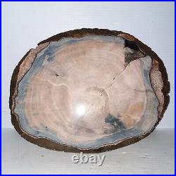 Blue Forrest Petrified Wood Slice 12 1/4 x 9 1/2 x 1 3/4 11lbs-4oz