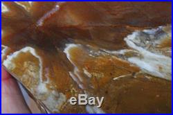Boron California Agatized Petrified Wood polished 4 lb 11 oz
