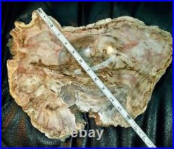 Brazilian Petrified Wood slab, sliced, polished, lg, heavy. 100 million yrs old