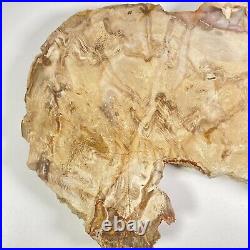 Buck Gulch Petrified Wood Herringbone Patterns Extremely Rare Find