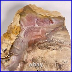 Buck Gulch Petrified Wood Herringbone Patterns Extremely Rare Find