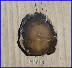 CHROMIUM GREEN Petrified Wood Conifer withBlue & White Agate 3.9/99mm- Gowke, ZMW
