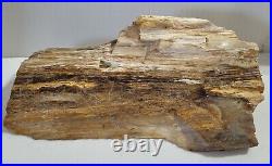 California Petrified Wood Large Slab