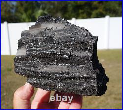 Clear & Smoky QUARTZ Crystals in Petrified Wood fr Henry Mountains UTAH For Sale