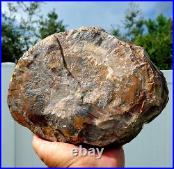 Colorful 8 Pound Large PETRIFIED WOOD Quartz Crystal FOSSIL Display For Sale