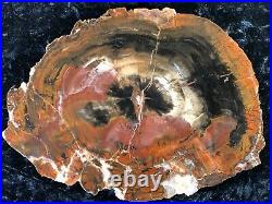 Colorful Petrified Wood Araucaria Conifer Paria, UT Chinle Fm. Triassic 9x6.75