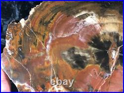 Colorful Petrified Wood Araucaria Conifer Paria, UT Chinle Fm. Triassic 9x6.75