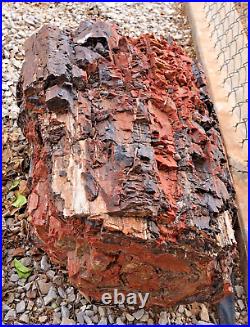Colorful Petrified Wood Log
