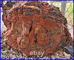 Colorful Petrified Wood Log