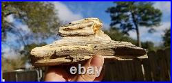 Common opal Petrified Wood Limb Branch New Mexico