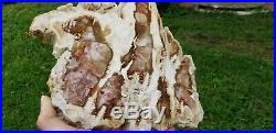 Conifer Fallon Nevada Petrified wood Polished slab u. V. Reactive
