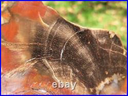 Conifer Polished Colorful Agate Petrified Wood Slab Utah u. V. Reactive