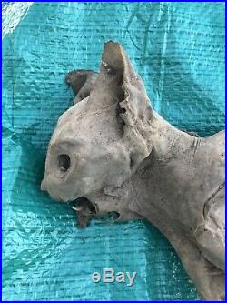 Crazy Weird Petrified/Mummified Cat