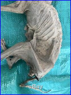 Crazy Weird Petrified/Mummified Cat