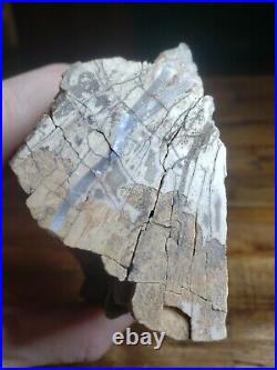 Crystalized Petrified Wood with vien 2.6lbs