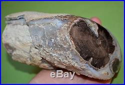 Cut & Polished Petrified Agatized Wood Limb Casting Collected Wyoming, America