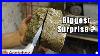 Cutting_Stunning_Million_Years_Old_Agatized_Wood_4k_01_yzhw