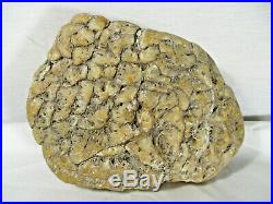 Cycad Fossil Core South Dakota 3 Pounds 6.2 Ounces #SW3