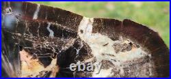 Dadoxylon Conifer Petrified Wood Chinle Formation Garfield County Utah