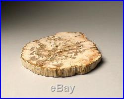 Decoration / Natural piece of Art / Petrified Wood Slice