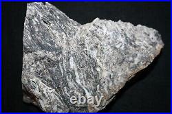 Devonian Rhynie Chert HUGE fossil plant block, ideal for thin sections 7 inches