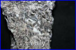 Devonian Rhynie Chert HUGE fossil plant block, ideal for thin sections 7 inches