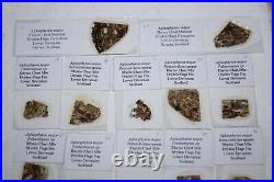 Devonian Rhynie Chert plant fossil 13 microscope slides with photos collection