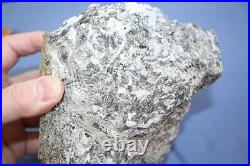 Devonian Rhynie Chert plant fossil BLOCK, RARE 2 kilos make offer last one #2