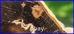 Dogwood Polished Petrified Wood Slab Oregon with invasive roots