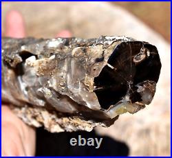 Double Polished Eocene Petrified Agatized Wood Long Reconstructed Limb, Wyoming