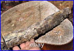 Double Polished Eocene Petrified Agatized Wood Long Reconstructed Limb, Wyoming