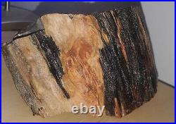 EXTREMELY RARE! Multicolor Detailed Bark, Arizona petrified wood