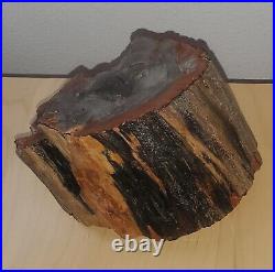 EXTREMELY RARE! Multicolor Detailed Bark, Arizona petrified wood