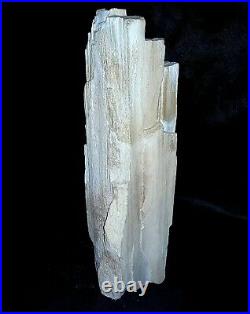 EXTREMELY RARE SKYSCRAPER PETRIFIED WOOD 16 EXCELLENT SPECIMEN with TREE RINGS