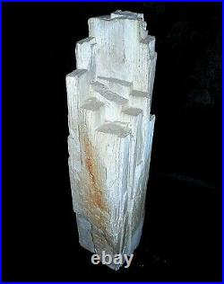 EXTREMELY RARE SKYSCRAPER PETRIFIED WOOD 16 EXCELLENT SPECIMEN with TREE RINGS