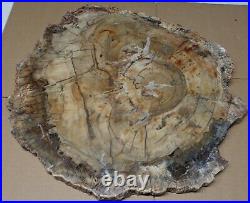 EX Large Polished Petrified Wood Full Slab w Bark 19 x 17-3/4 x 7/8- 19 lbs