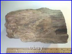 Eastern Oregon Petrified Wood Rough Round with knots- Over 17-1/2 lbs
