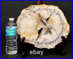 Estate Fresh 11.5 Fossilized PREHISTORIC Fossil PETRIFIED WOOD Tree Log Slab