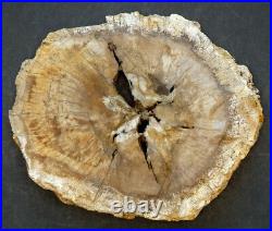 Estate Fresh 11.5 Fossilized PREHISTORIC Fossil PETRIFIED WOOD Tree Log Slab